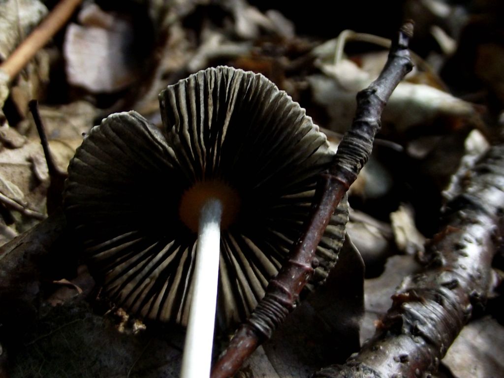 Kahlköpfiger Scheibchentintling - Blick auf die Hutunterseite. Die hier schon schwärzlichen Lamellen sind nicht am Stiel angewachsen. Um die Stilspitze herum befindet sich eine Art Kollar bzw. Halsband. 
